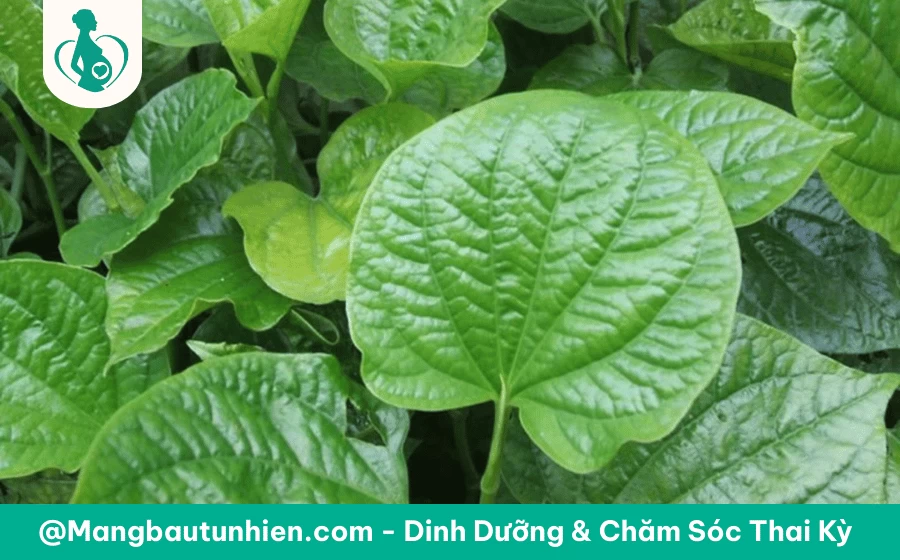 Bầu 3 tháng đầu ăn lá lốt được không