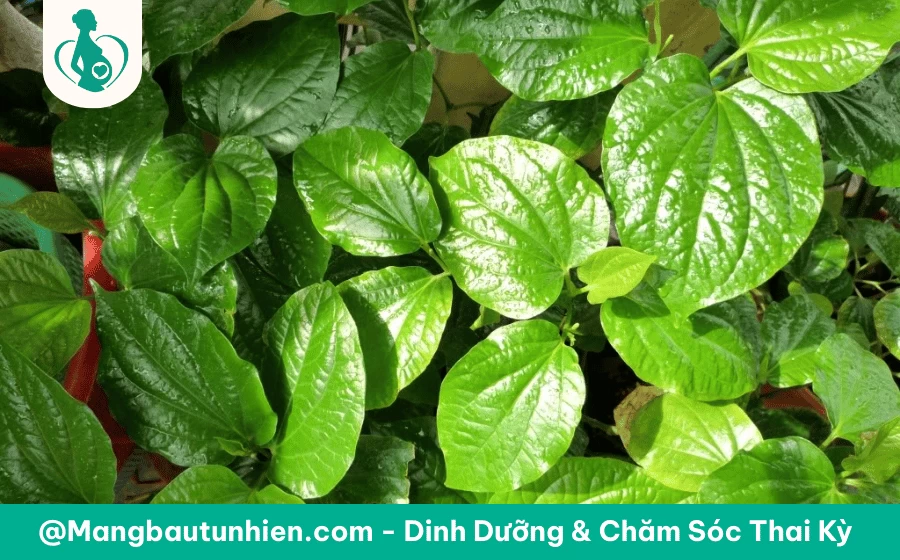 Bầu 3 tháng đầu ăn lá lốt được không