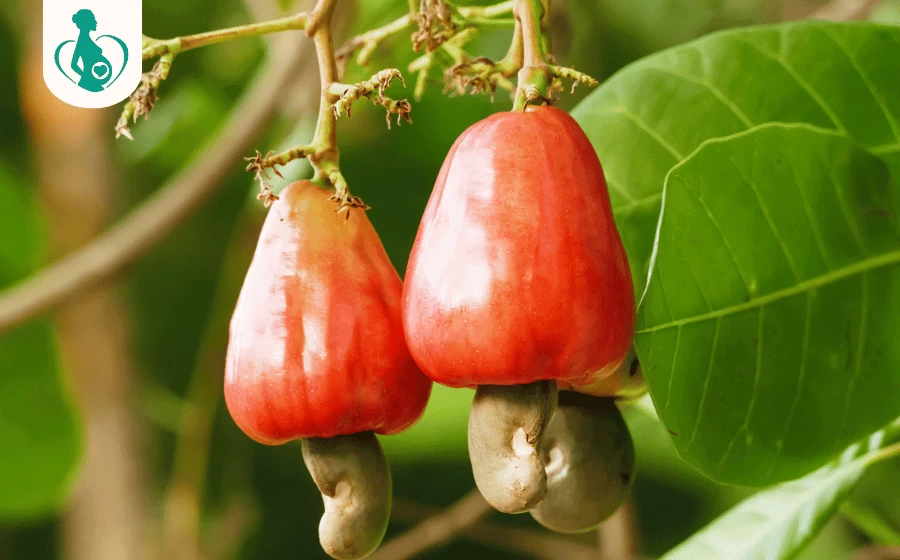 Bà bầu ăn trái điều được không