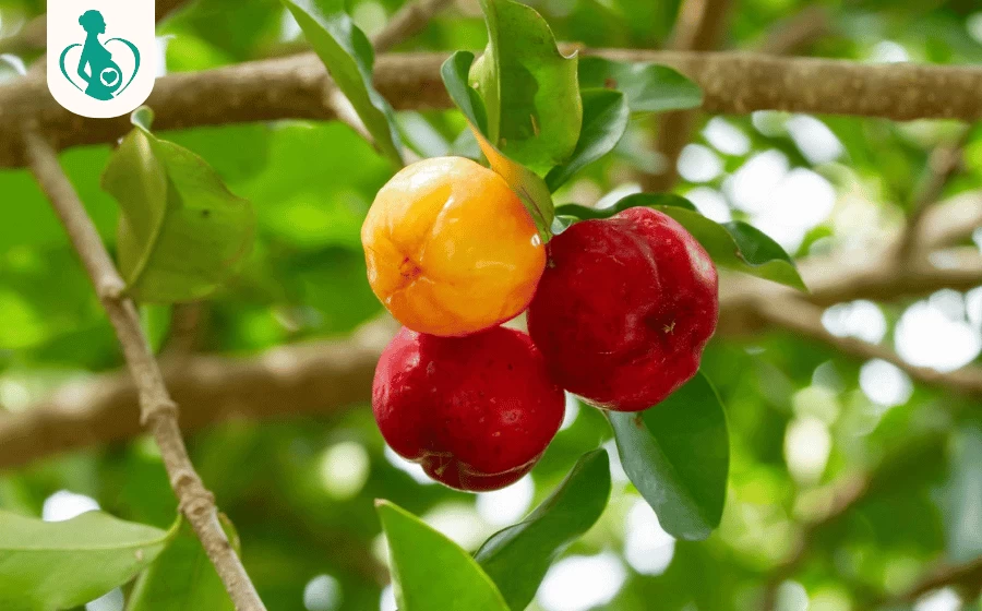 Bầu 3 tháng đầu ăn sơ ri được không