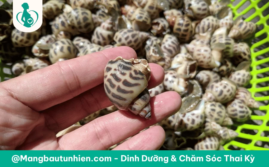 Bầu 3 tháng đầu ăn ốc hương được không